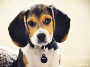 beaglepuppy